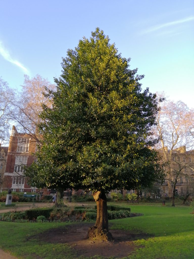 Huawei P Smart 2019 mobile camera 5