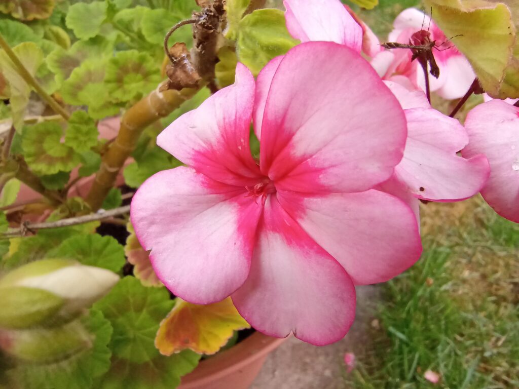 infinix zero 8 photos